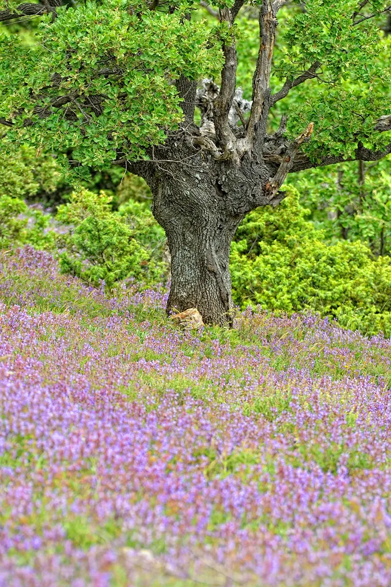 Kadulja - Salvia Officinalis - Kamp Kovačine, Cres Kadulja - Salvia Officinalis - Kamp Kovačine, Cres