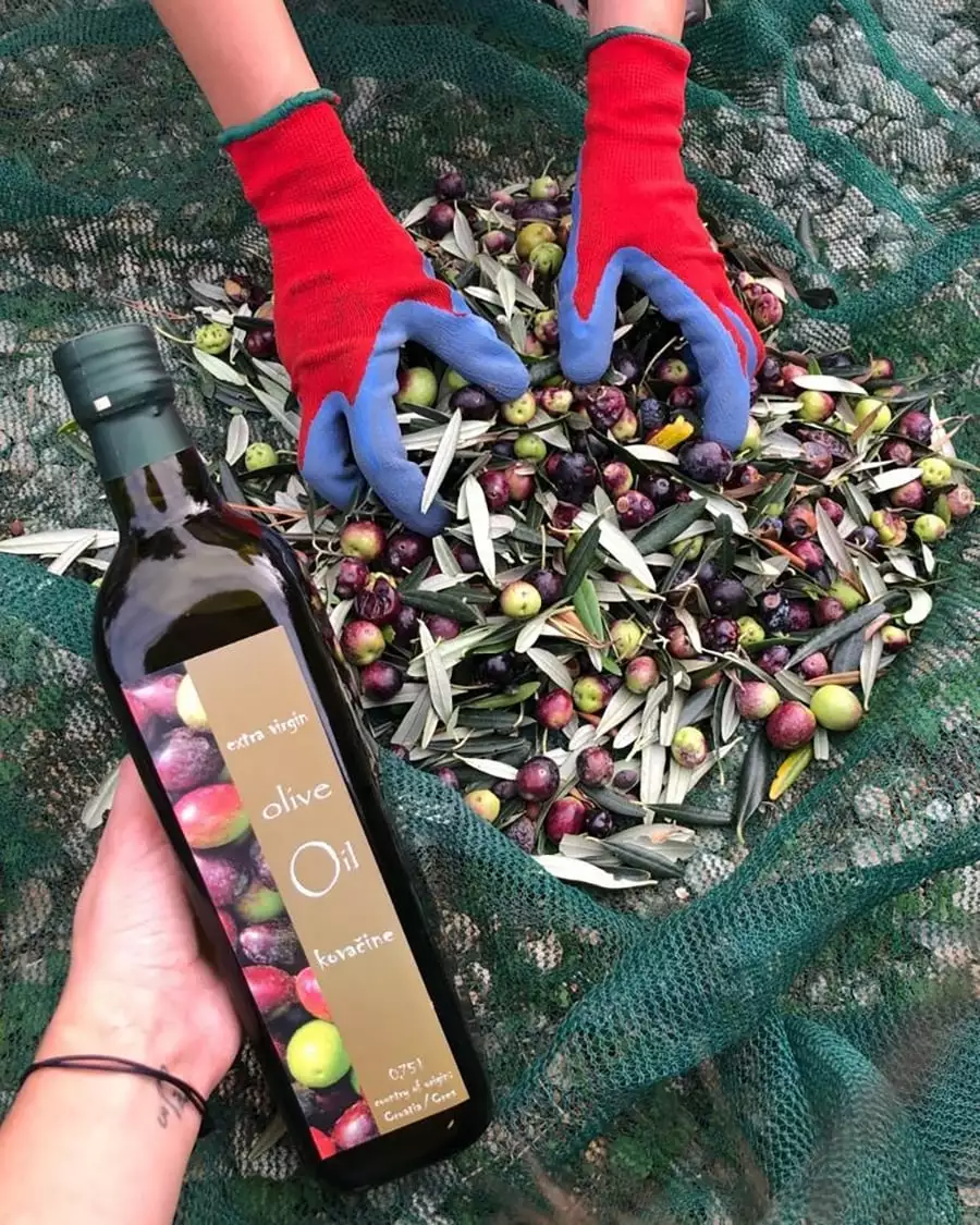 L’olio d’oliva Kovačine, campeggio Kovačine, Cherso