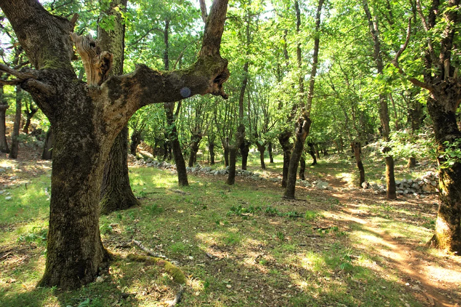 Šumska staza na otoku Cresu idealna za planinarenje i šetnju