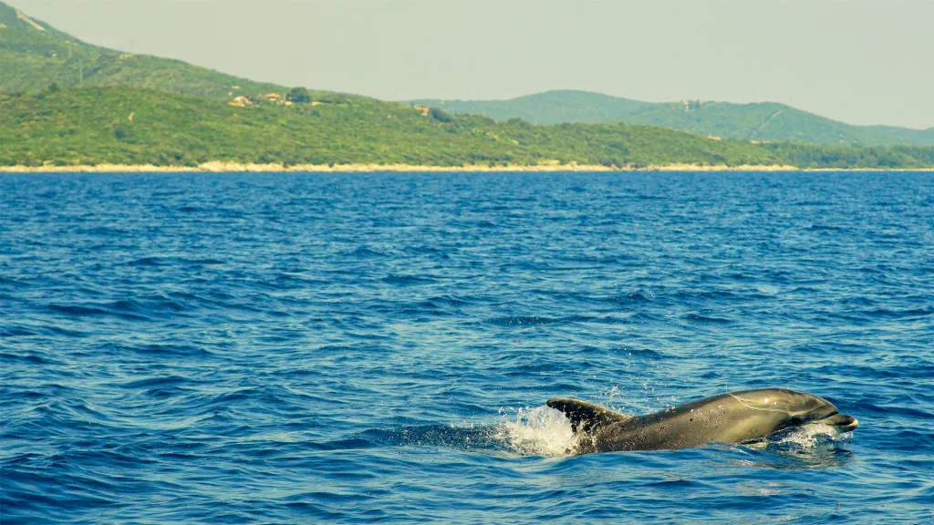 Dupin u moru kod otoka Cresa