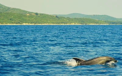 Top 5 izleta iz kampa Kovačine – ljepota koja ne traži filter